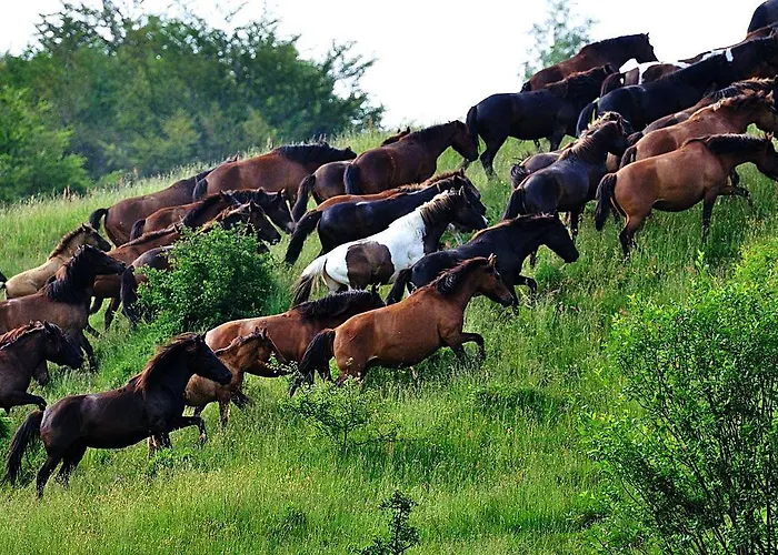 Dwor * Wysowa-Zdrój